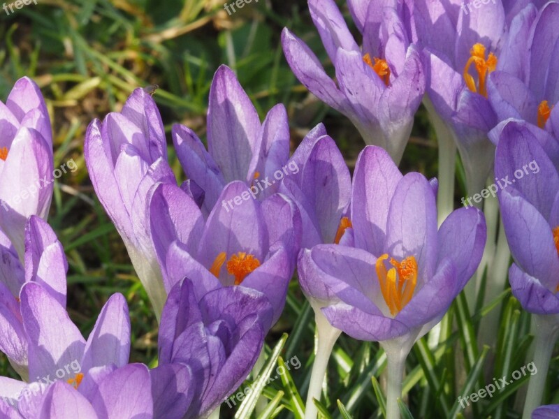 Flowers Crocus Free Photos