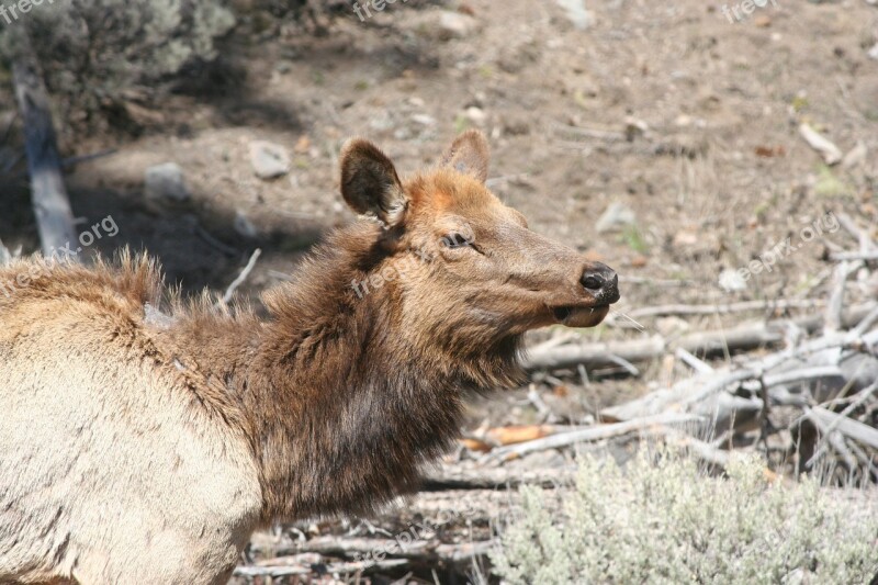 Elk Animal Yellowstone Mammal Free Photos