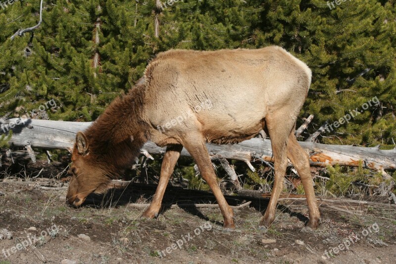 Elk Animal Mammal Yellowstone Free Photos