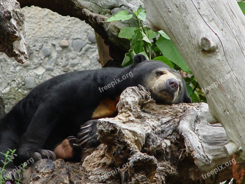 Sun Bear Helarctos Malayanus Bear Resting Animal