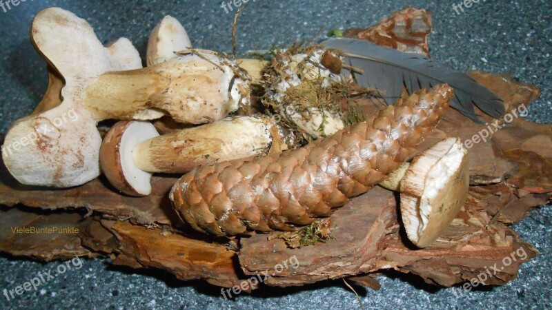 Mushrooms Pine Cones Bark Forest Floor Forest Mushrooms