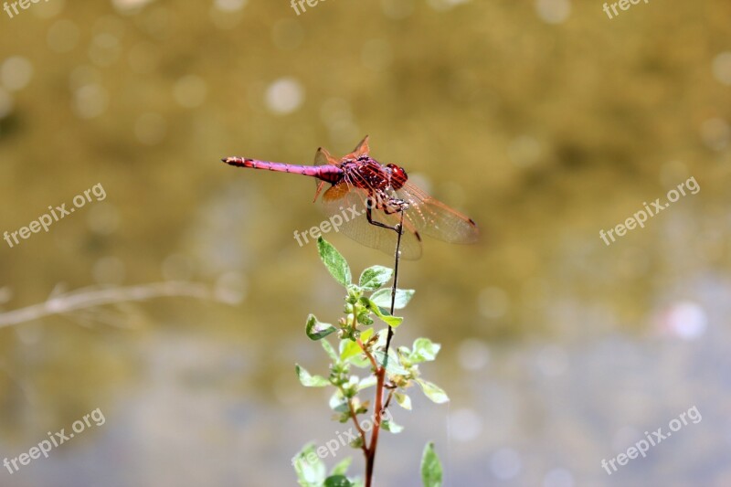 Dragonfly Beetle Red Free Photos