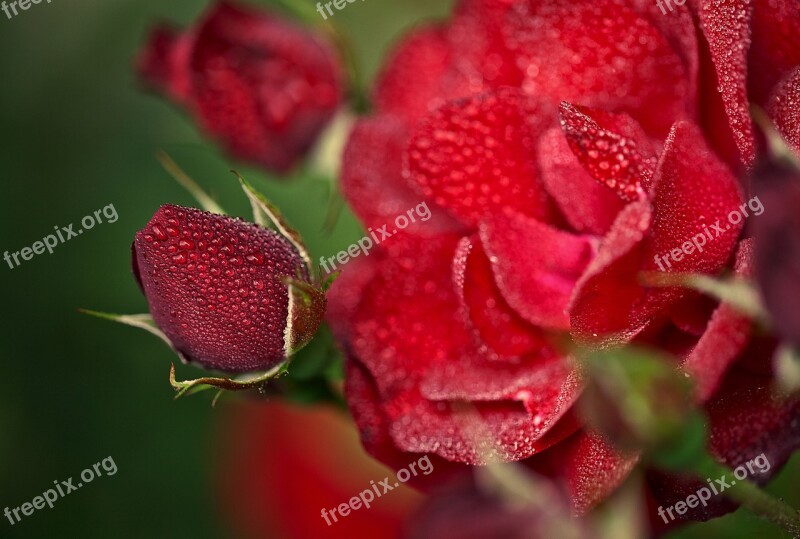 The Roses In The Garden Romance Mood The Background Flowers