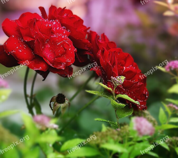 Flowers In The Garden Nature Plants Flowers Beauty