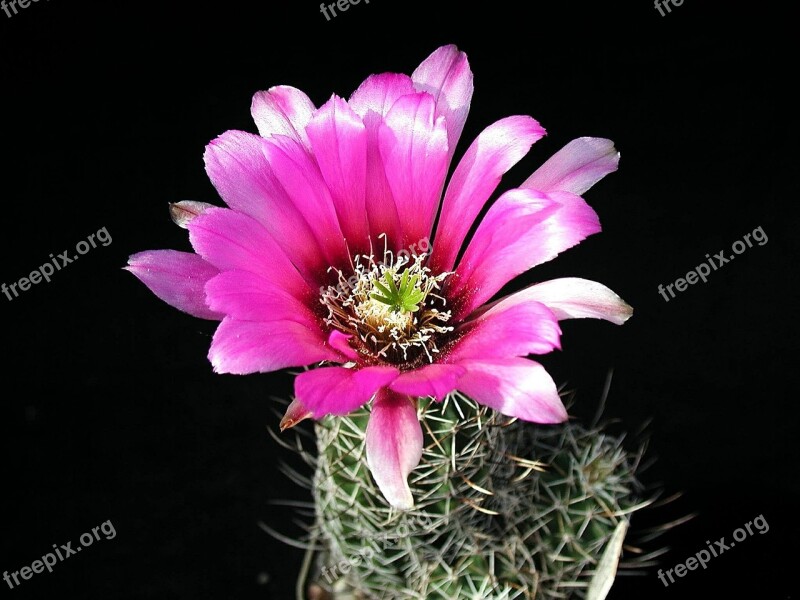 Petailed Plant Cactus Flowers Plants