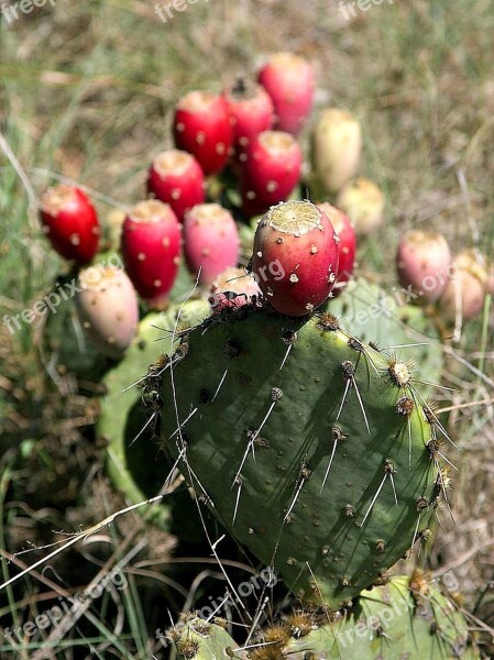 Texas Pear Prickly Cactus Flowers