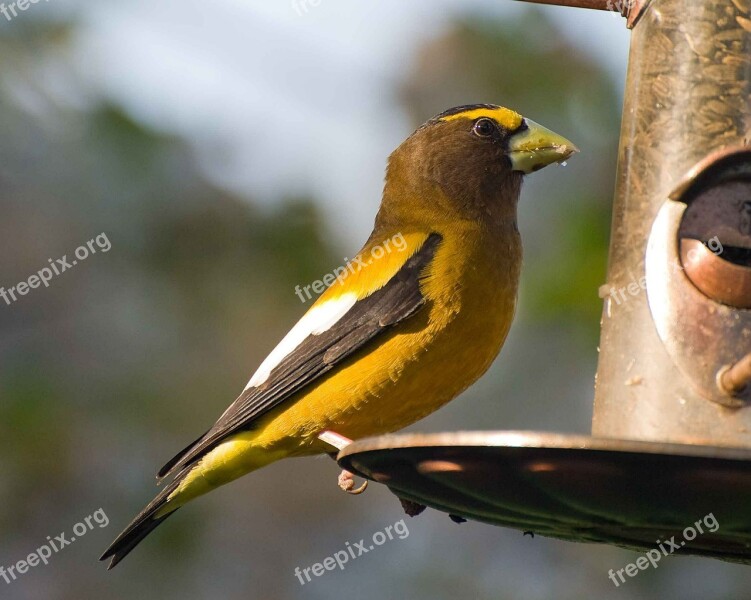 Feeder Bird Perches Evening An