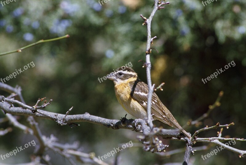 Limb Tree Perched Bird Headed