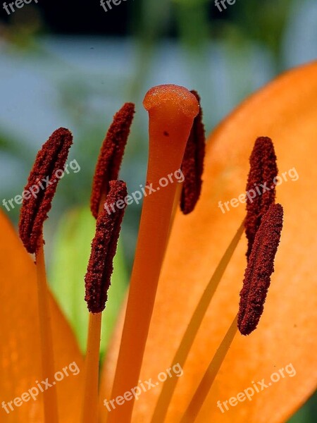 Petals Lily Close-up Flower Lilies