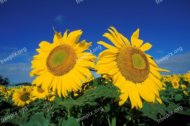 Flower Field Sunflowers Flowers Plants