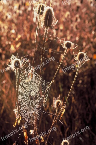 Teasel Cobwebs Flower Thistle Flowers