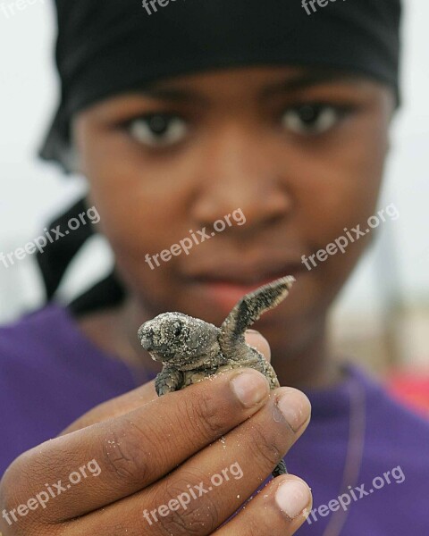 Turtle Loggerhead Baby Girl American