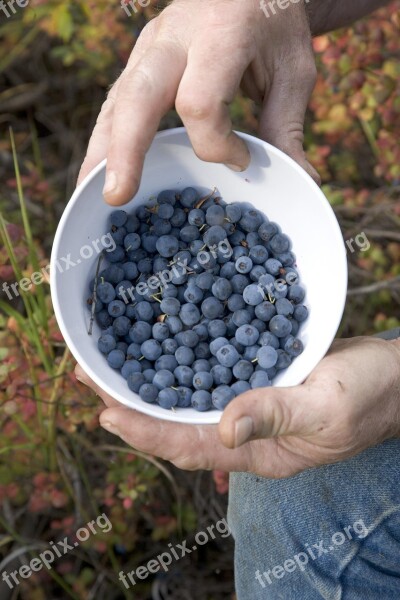 Picture Fruit Blueberries Fruits Plants