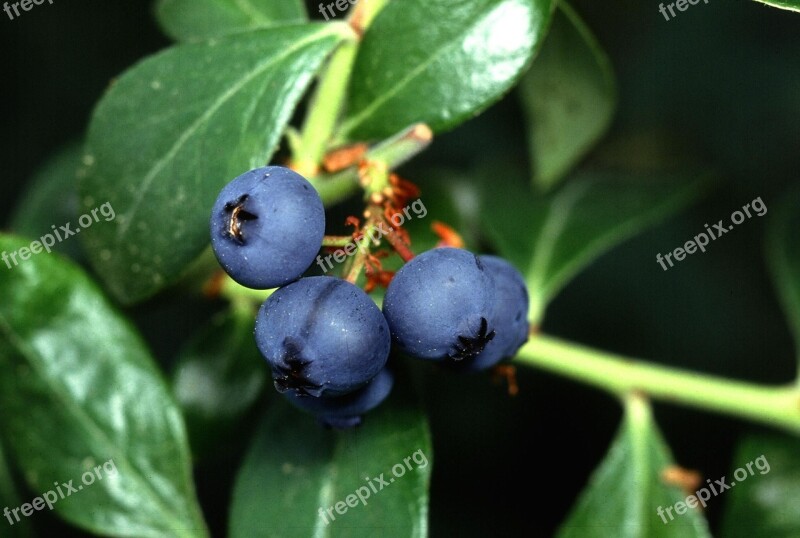 Blueberry Fruit Blueberries Fruits Plants