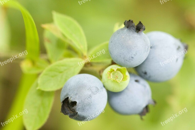 Wild Ripened Cluster Fruit Blueberries