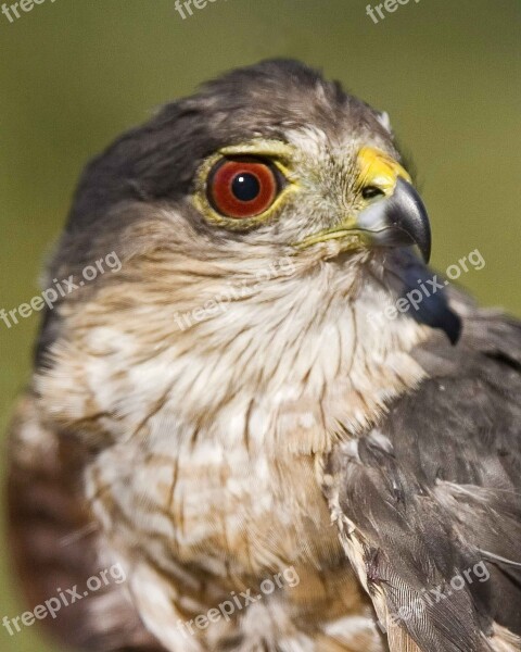 Striatus Accipiter Bird Hawk Shinnes