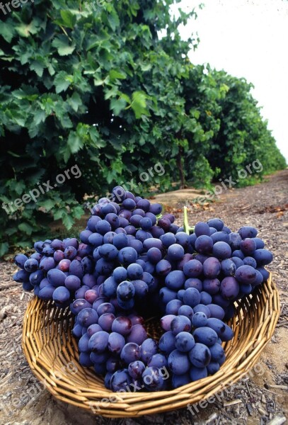 Purple Fresh Fruit Grapes Fruits