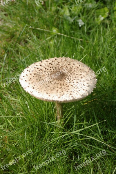 Mushroom Large Mushrooms Fungi Plants