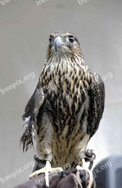 Columbarius Bird Head Falco Merlin