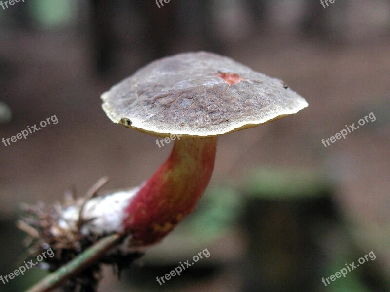 Forest Mushroom Mushrooms Fungi Plants