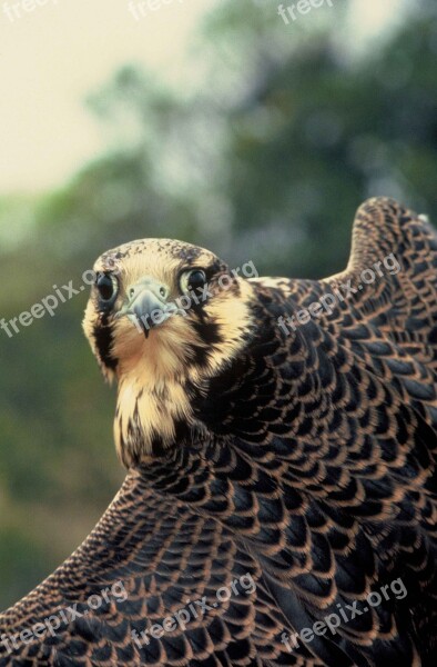 Face Head Bird Falcon Peregrine