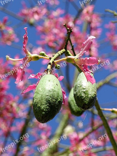 Pods Seed Seeds Plants Flora