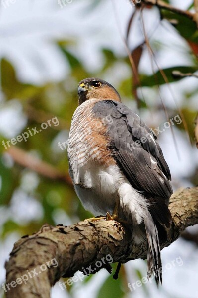 Limb Tree Perched Hawk Shinned