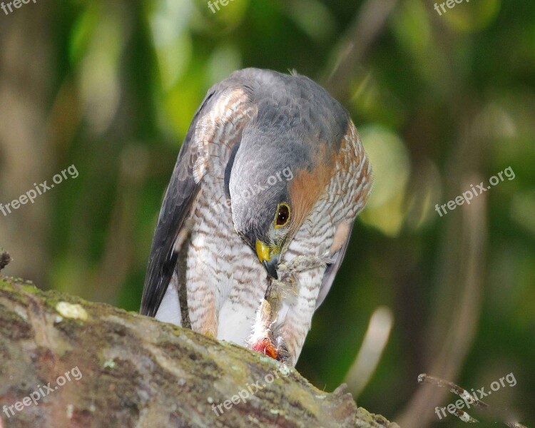 Eating Down Head Branch Sitting