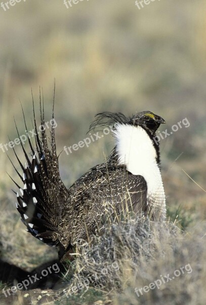 Urophasianus Centrocerus Head Male Bird