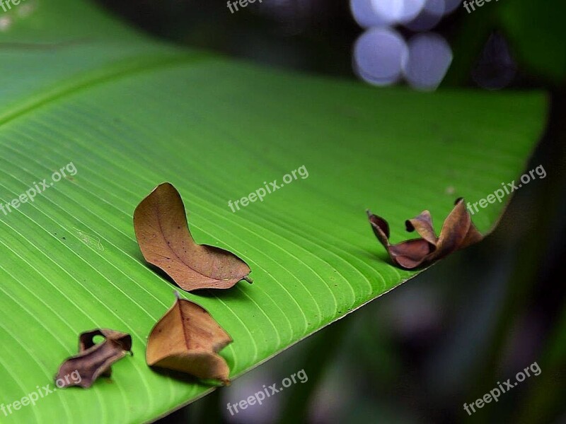 Green Leaf Tree Banana Trees