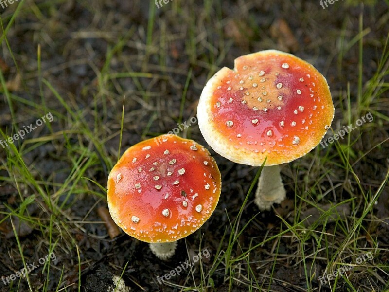 Fungus Basidiomycete Psychoactive Poisonous Mushroom