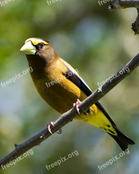 Vespertinus Coccothraustes Bird Evening Grosbeak