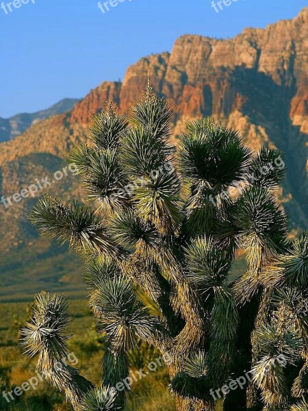 Vegas Near Park Cactus Flowers