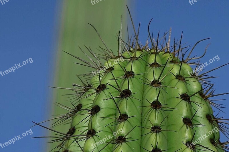 Thorns Green Cactus Flowers Plants