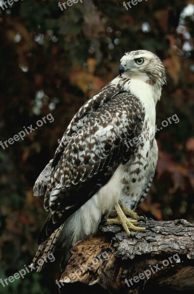 Log Standing Hawk Tailed Red