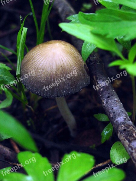 Micaceus Coprinus Mushroom Cup Mica