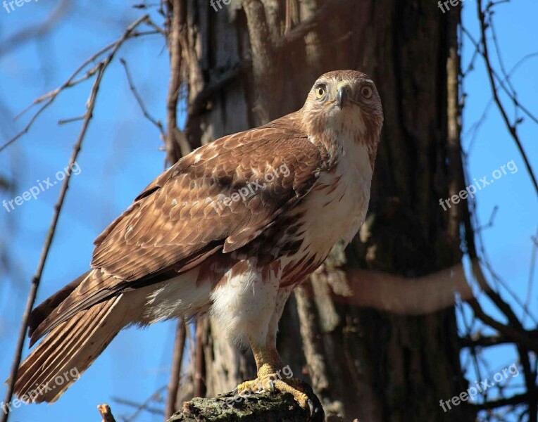 Jamaicensis Buteo Bird Hawk Tailed