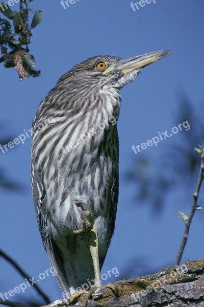 Crowned Black Bird Heron Birds