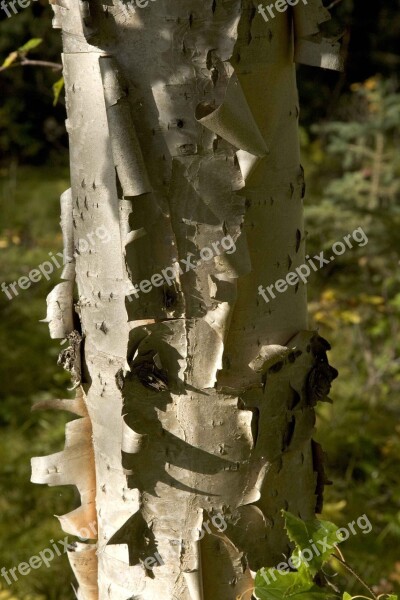 Tree Birch Trees Plants Flora