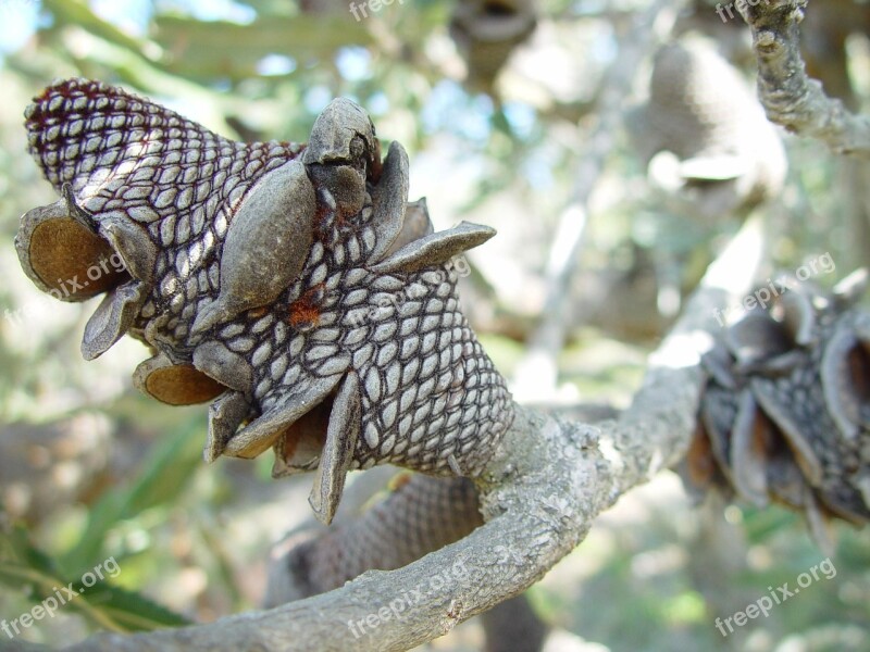 Park Tamala Cones Banksia Seeds