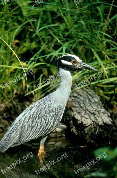 Violacea Nyctanassa Squawk American Or