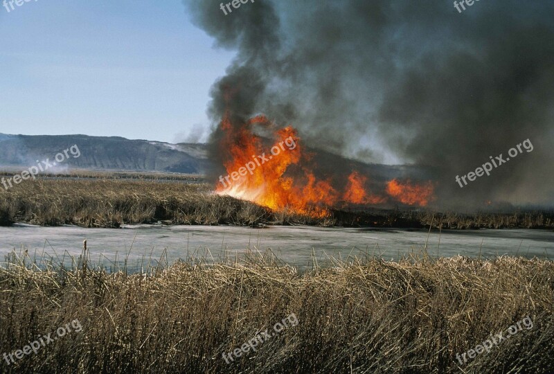 Smoke Growth Plant Heavy Showing