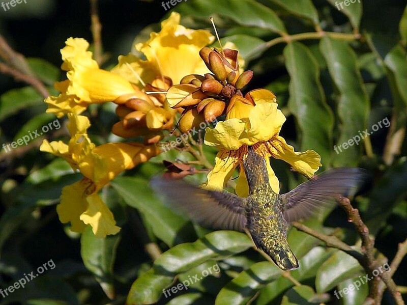 Flying Flowers Hummingbirds Birds Animals