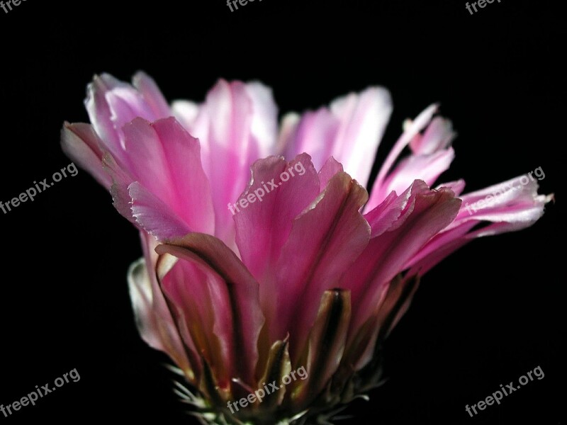 Cactus Blossom Plant Flower Nature