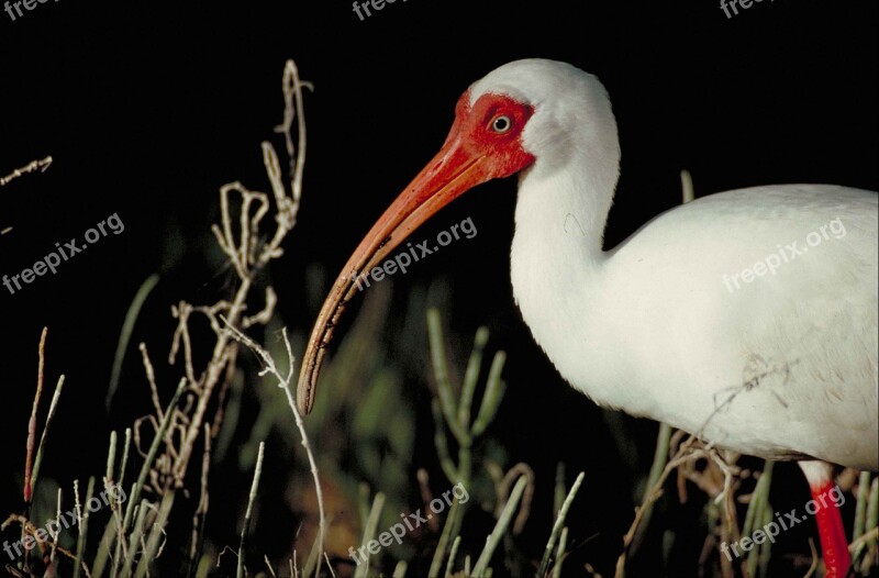 Alba Eudocimus Bird White Body