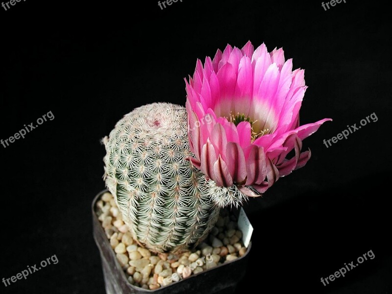 Cactus Blossom Plant Flower Nature