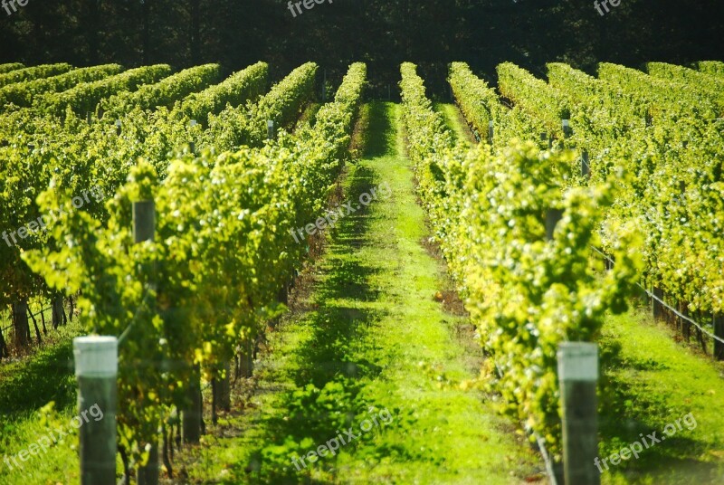 France Fields Vineyard Field Landscapes