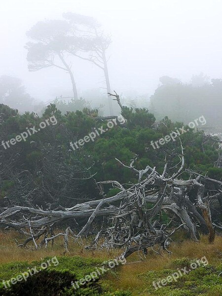 Monterey Mist Fog Landscapes Nature