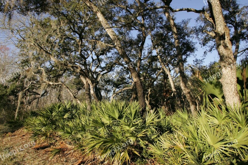 Flora Tropical Coastal Forest Landscapes