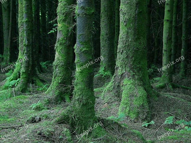 Mossy Dark Forest Landscapes Nature